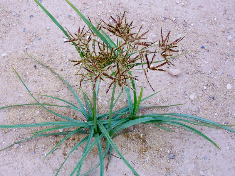 Nagarmotha ki Jad